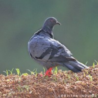 Columba